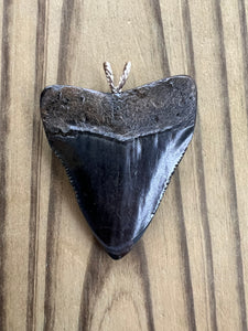 2 3/16 Inch Polished Megalodon Shark Tooth Necklace