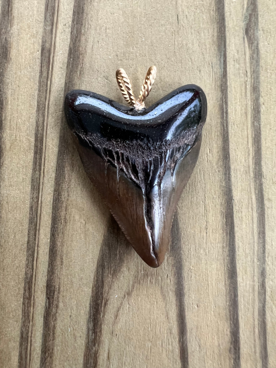 1 11/16 Inch Fossilized Polished Megalodon Shark Tooth Necklace