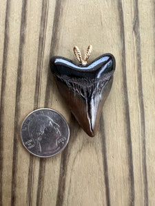 1 11/16 Inch Fossilized Polished Megalodon Shark Tooth Necklace