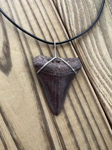 Fossilized 2 1/8 Inches Great White Shark Tooth Necklace