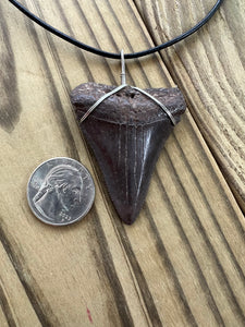 Fossilized 2 1/8 Inches Great White Shark Tooth Necklace
