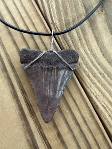 Fossilized 2 1/8 Inches Great White Shark Tooth Necklace