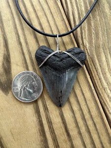 Fossilized 1 15/16-Inch Megalodon Shark Tooth Necklace – Plain Cord