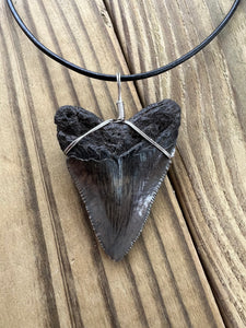 Fossilized 2-1/16 Inch Megalodon Shark Tooth Necklace – Dark Enamel Finish
