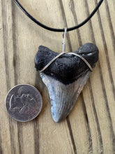 Load image into Gallery viewer, Gray and Black Fossil Megalodon Shark Tooth Necklace 2 1/4 Inch on Black Leather Cord
