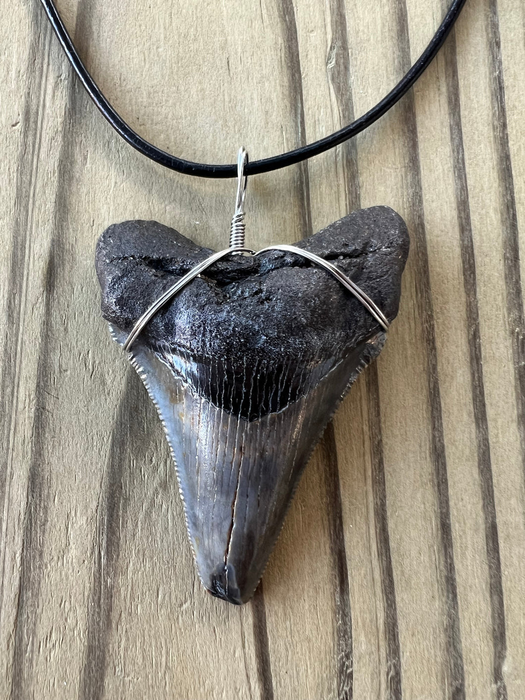 Large Fossil 2 7/16 Inch Angustiden Shark Tooth Necklace on Black Leather