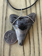 Load image into Gallery viewer, Large Fossil 2 7/16 Inch Angustiden Shark Tooth Necklace on Black Leather
