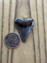 Load image into Gallery viewer, Polished Great White Shark Tooth Necklace Pendant - 1 9/16 Inch Fossil

