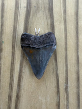 Load image into Gallery viewer, Polished Great White Shark Tooth Necklace Pendant - 1 9/16 Inch Fossil
