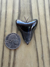 Load image into Gallery viewer, Polished Great White Shark Tooth Necklace Pendant - 1 5/8 Inch Fossil
