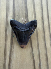 Load image into Gallery viewer, Polished Great White Shark Tooth Necklace Pendant - 1 5/8 Inch Fossil
