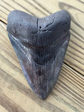 Load image into Gallery viewer, 4 13/16 Inch Giant Fossil Megalodon Tooth | Deep Black | Collector Grade
