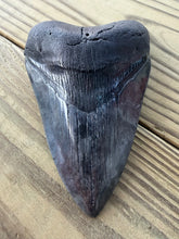 Load image into Gallery viewer, 4 13/16 Inch Giant Fossil Megalodon Tooth | Deep Black | Collector Grade
