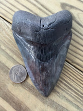 Load image into Gallery viewer, 4 13/16 Inch Giant Fossil Megalodon Tooth | Deep Black | Collector Grade
