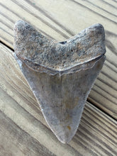 Load image into Gallery viewer, 4 3/16 Inch Fossil Megalodon Tooth | Serration Intact | Earthy Coloration | Collector
