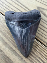 Load image into Gallery viewer, 3 15/16 Inch Fossil Megalodon Tooth | Good Serration | Jet Black Blade | Collector
