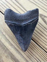 Load image into Gallery viewer, 3 15/16 Inch Fossil Megalodon Tooth | Good Serration | Jet Black Blade | Collector
