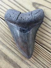 Load image into Gallery viewer, 4 3/16 Inch Fossil Megalodon Tooth | Good Serration | Glossy Dark Blade | Collector
