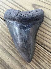Load image into Gallery viewer, 4 3/16 Inch Fossil Megalodon Tooth | Good Serration | Glossy Dark Blade | Collector

