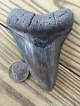Load image into Gallery viewer, 4 3/16 Inch Fossil Megalodon Tooth | Good Serration | Glossy Dark Blade | Collector

