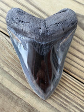 Load image into Gallery viewer, 4 9/16 Inch Fossil Megalodon Tooth | Polished | Good Serration | Dark Blade
