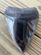 Load image into Gallery viewer, 4 Inch Fossil Megalodon Tooth | Polished | Good Serration | Dark Charcoal
