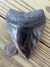 Load image into Gallery viewer, 4 Inch Fossil Megalodon Tooth | Polished | Good Serration | Dark Charcoal

