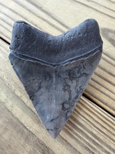 Load image into Gallery viewer, 4 Inch Fossil Megalodon Tooth | Polished | Good Serration | Dark Charcoal
