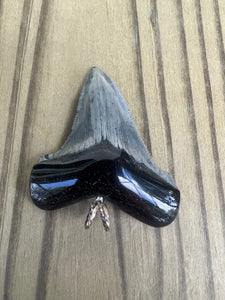 2 1/4 Inch Polished Angustiden Shark Tooth Necklace