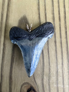 2 1/4 Inch Polished Angustiden Shark Tooth Necklace