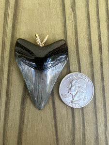 1 15/16 Inch Polished Megalodon Shark Tooth Necklace
