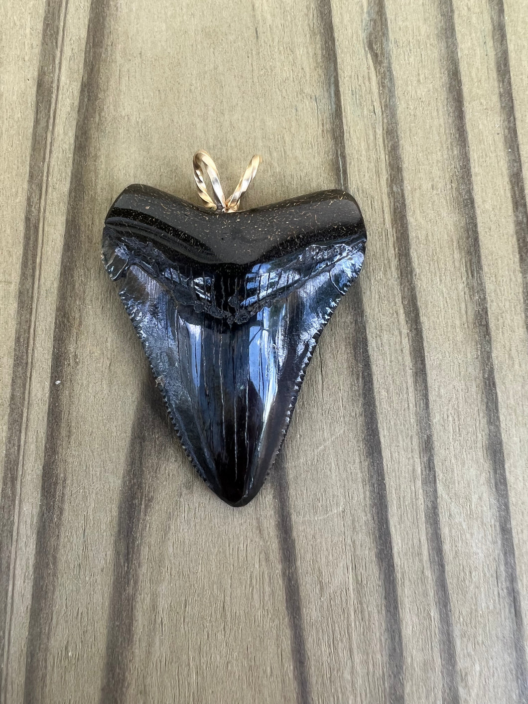 1 3/4 Inch Polished Megalodon Shark Tooth Necklace