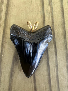1 3/4 Inch Polished Megalodon Shark Tooth Necklace