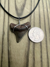 Load image into Gallery viewer, 1 1/2 inch Fossilized Angustiden Shark Tooth Necklace
