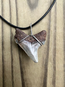 1 1/2 inch Fossilized Angustiden Shark Tooth Necklace