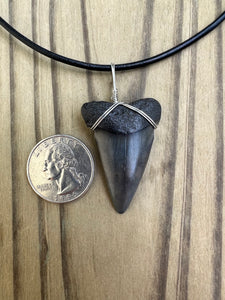 1 9/16 Inch Fossilized Mako Shark Tooth Necklace