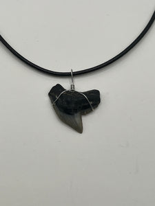 Plain Fossilized Tiger Shark Tooth Necklace - Right Tip