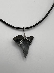 Plain Fossilized Hemipristis Shark Tooth Necklace - 1 1/8 Inch Tooth