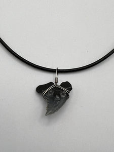 Fossilized Hemipristis Shark Tooth Necklace - 1 Inch Tooth