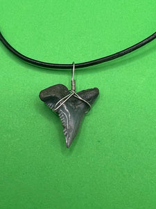 Plain Fossilized Hemipristis Shark Tooth Necklace - 1 1/8 Inch Tooth