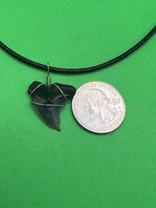 Fossilized Hemipristis Shark Tooth Necklace - 1 Inch Tooth