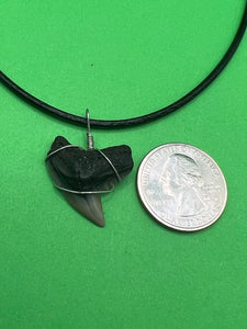 Plain Fossilized Tiger Shark Tooth Necklace - Right Tip